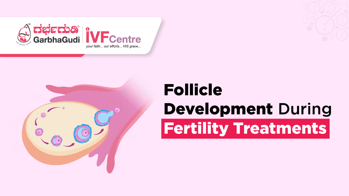 Follicle Development and Ovulation in Fertility Treatments​