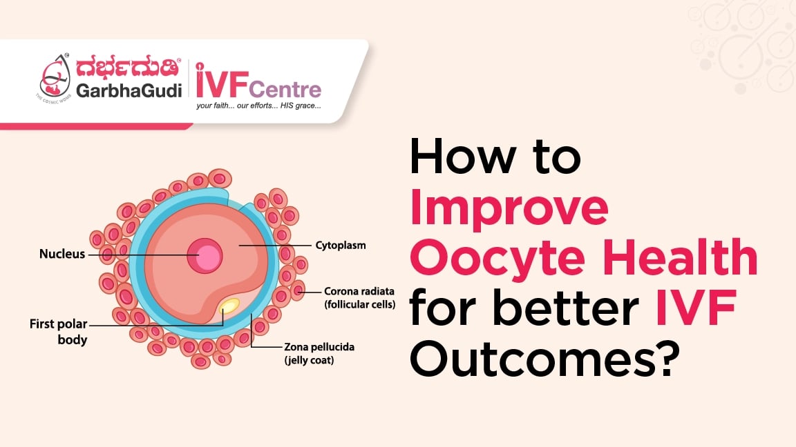 What is Egg Quality, and How Can It Be Improved for IVF Success?
