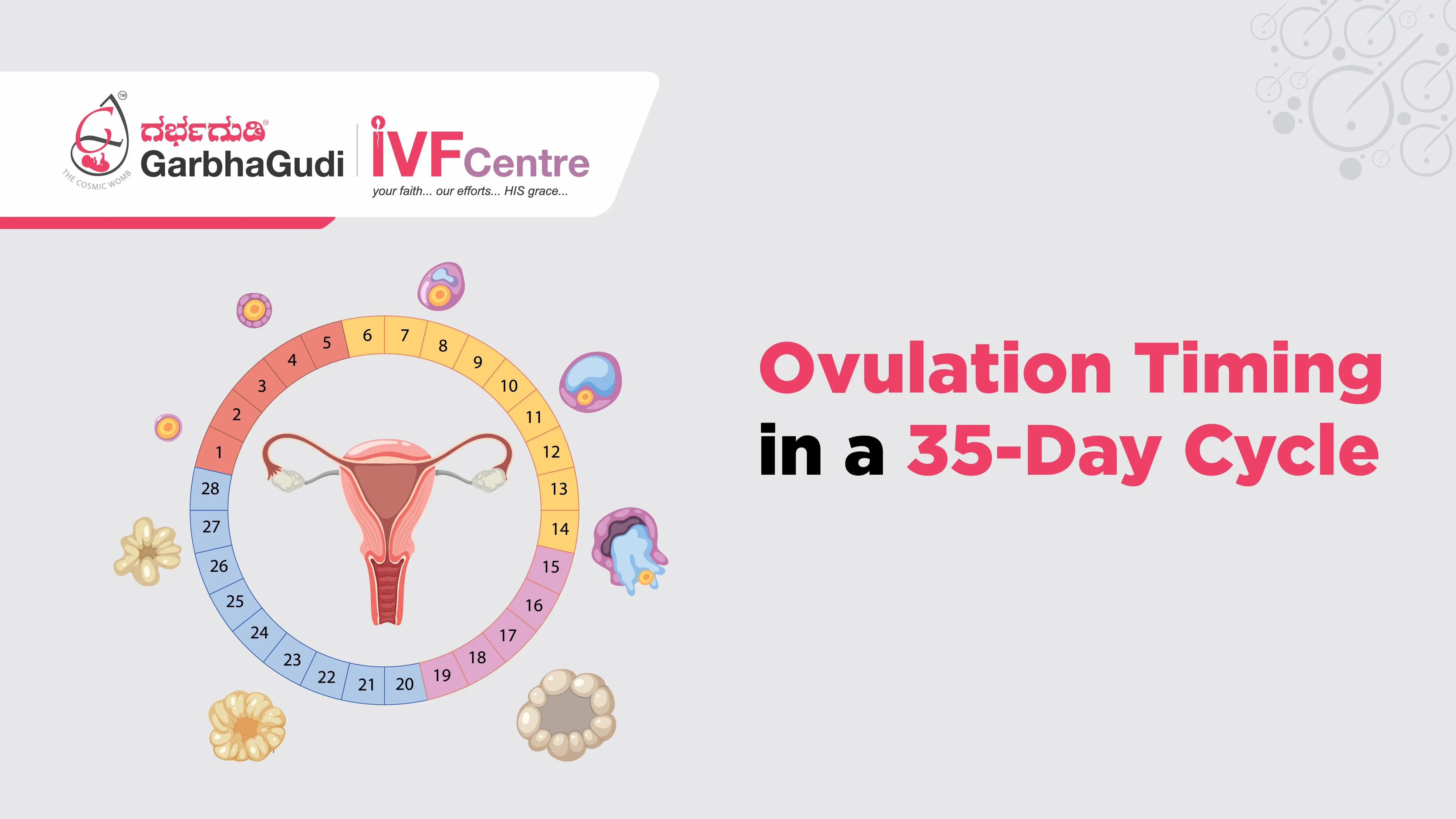 Ovulation Timing in a 35-Day Cycle: When Are You Most Fertile?