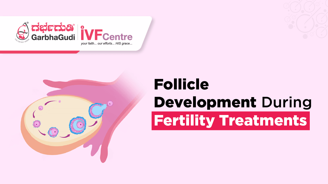 Follicle Development and Ovulation in Fertility Treatments​