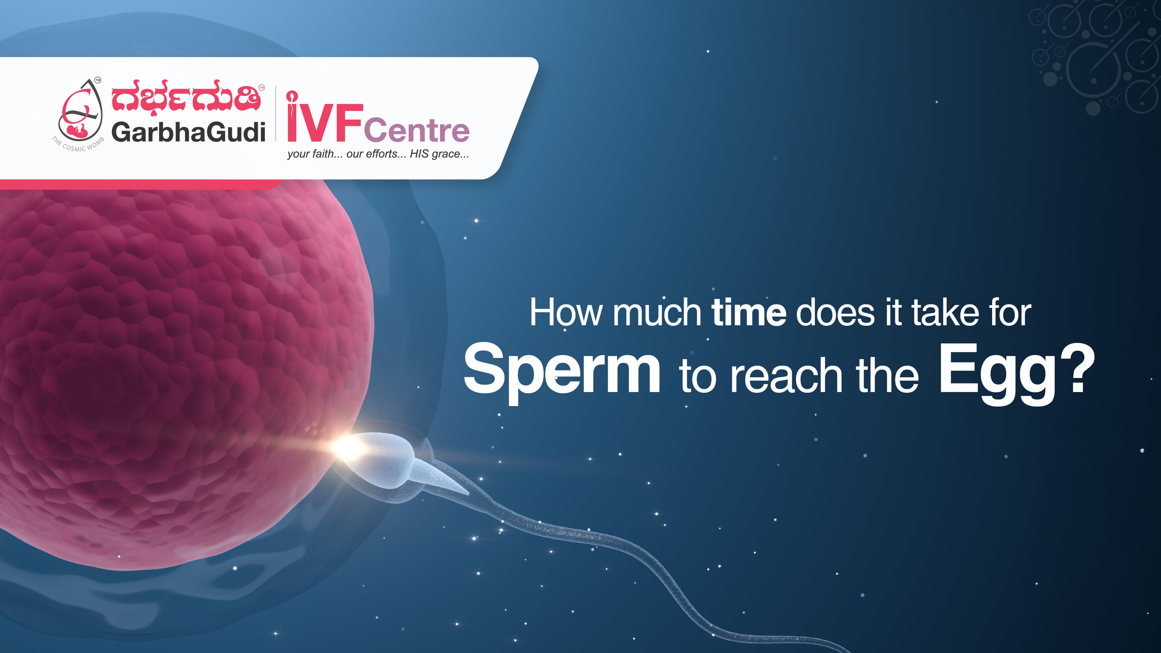 How Long Does It Take for Sperm to Reach the Egg?