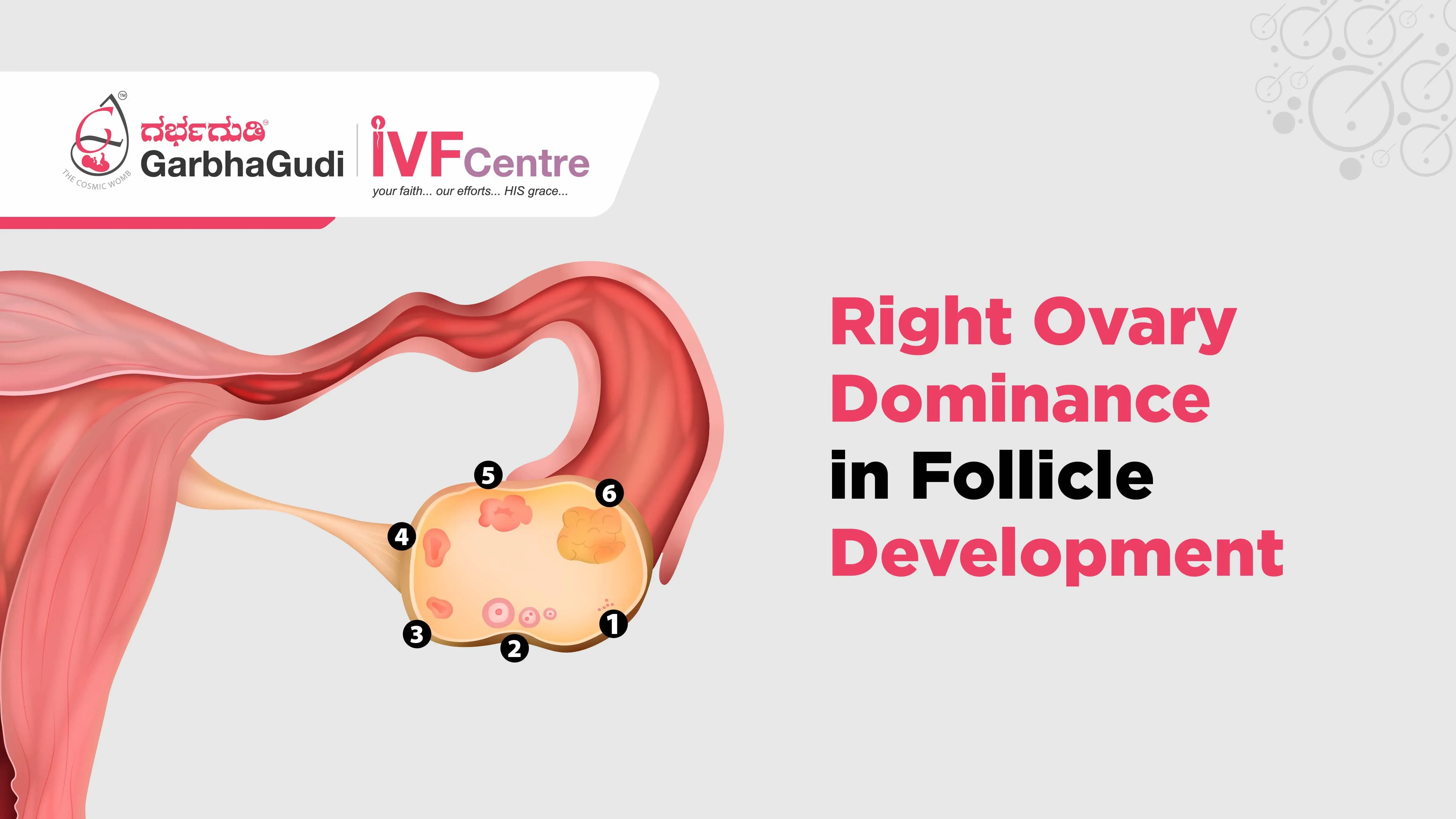 Understanding Right Ovary Dominance in Follicle Development
