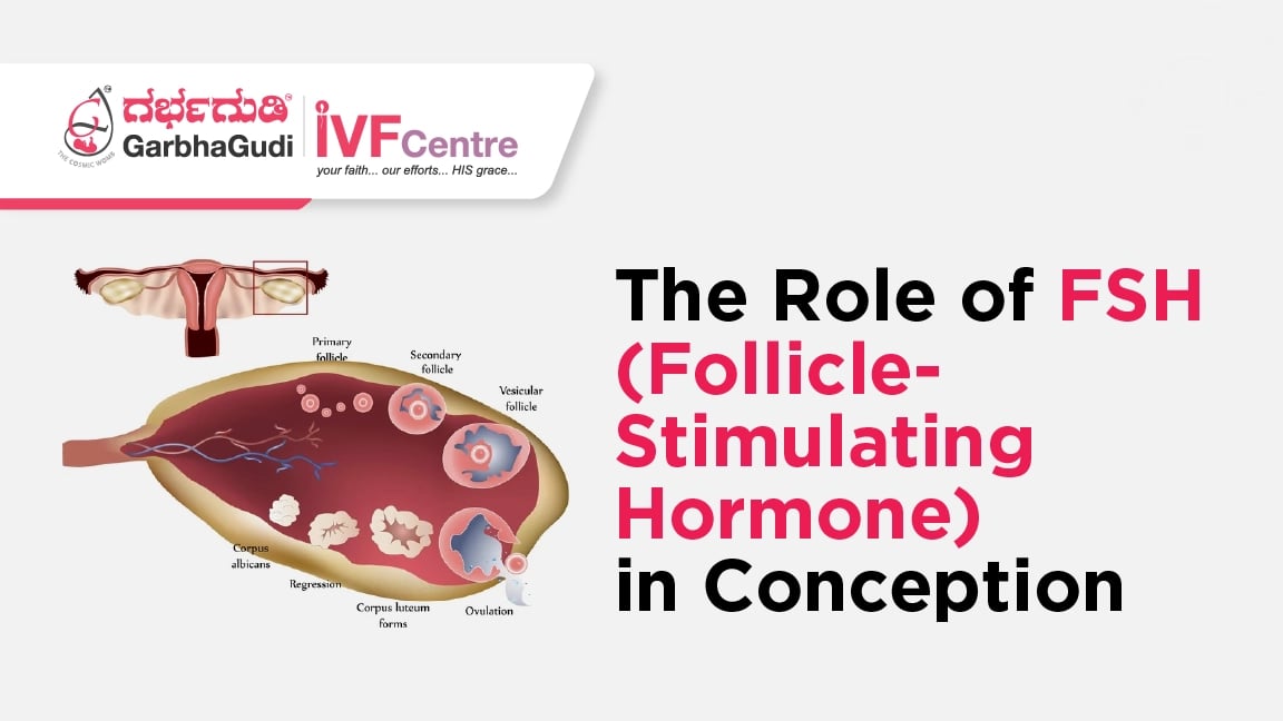 Understanding the Role of FSH in Women’s Fertility: What You Need to Know